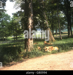 Gebäude und Wahrzeichen - Longleat Safari und Abenteuerpark, Wiltshire Stockfoto