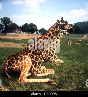 Gebäude und Wahrzeichen - Longleat Safari und Abenteuerpark, Wiltshire Stockfoto