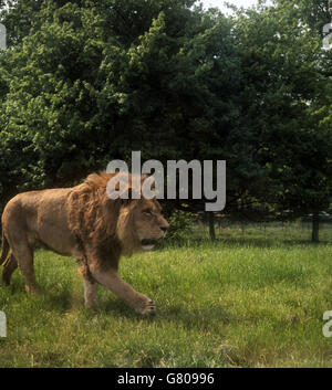 Gebäude und Wahrzeichen - Longleat Safari und Abenteuerpark, Wiltshire Stockfoto