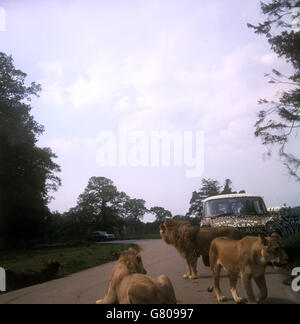 Gebäude und Sehenswürdigkeiten - Longleat Safari and Adventure Park, Wiltshire. Lions im Longleat Safari and Adventure Park in Wiltshire. Stockfoto