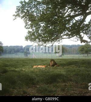 Lions im Longleat Safari and Adventure Park in Wiltshire. Stockfoto