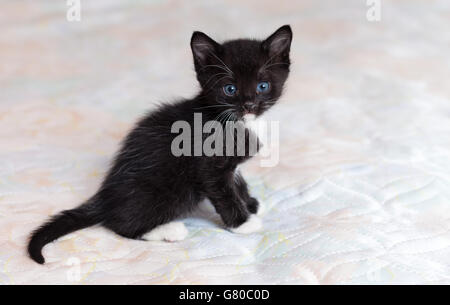 Erschrocken schwarzes Kätzchen auf dem Bett Stockfoto