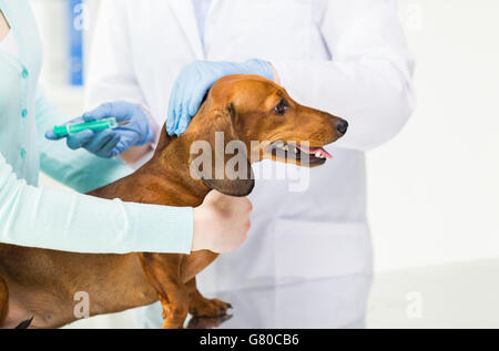 Nahaufnahme von Tierarzt Hund Klinik Impfstoff zu Stockfoto