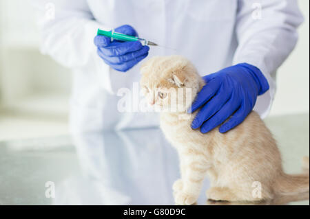 Nahaufnahme von Tierarzt machen Impfstoff Kätzchen in Klinik Stockfoto
