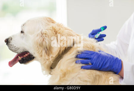 Nahaufnahme von Tierarzt Hund Klinik Impfstoff zu Stockfoto