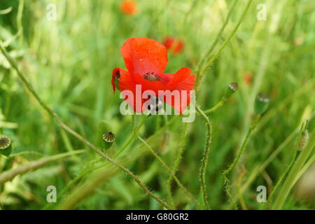 Hummel über Mohnblume. Stockfoto