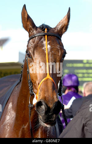 Pferderennen - Cheltenham Festival 2005 - Cheltenham Racecourse. Der totesport Cheltenham Gold Cup Gewinner tritt King. Stockfoto