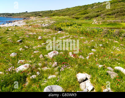 Wildblumen wachsen in der Nähe von Tiefland Punkt, Coverack, Halbinsel Lizard, Cornwall, England, UK Stockfoto