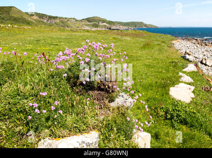 Armeria Maritima, Meer Sparsamkeit in Blume, Tiefland Punkt, Lizard Halbinsel, Cornwall, England, UK Stockfoto