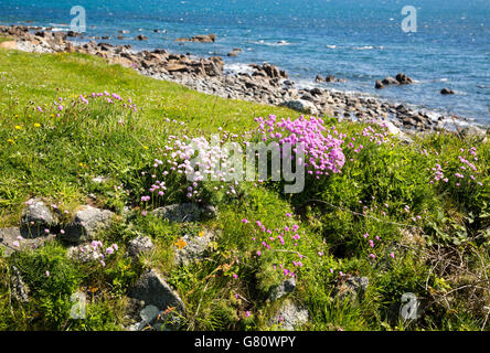 Armeria Maritima, Meer Sparsamkeit in Blume, Tiefland Punkt, Lizard Halbinsel, Cornwall, England, UK Stockfoto