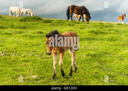 Junge Wilde Ponny Weiden auf frischen grünen Rasen Stockfoto