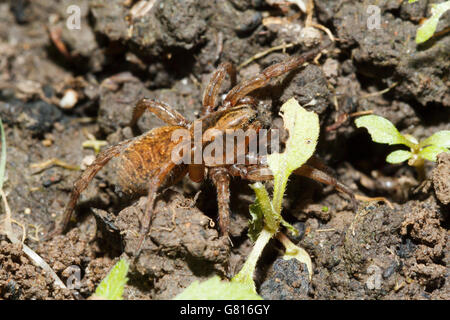 Wolfspinne (Trochosa Terricola) Garten, East Sussex, England, UK Stockfoto