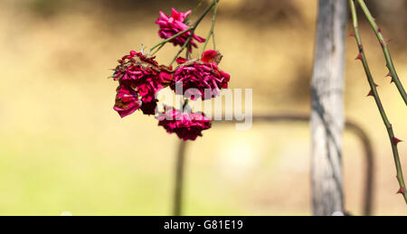 Lila Magenta farbigen trocken Rose auf einem Blurried Hintergrund Stockfoto