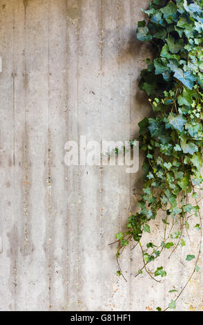 Grünen Efeu an Betonwand Stockfoto