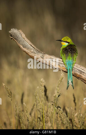 Schwalbe angebundene Bienenfresser, Kgalagadi Transfrontier National Park, Südafrika Stockfoto