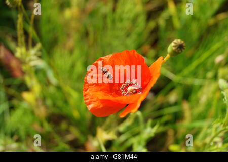 Johannisbeere Hoverfly (Syrphus Spec), männliche auf Mohnblume, Litauen. Stockfoto