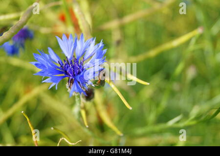 Moskito auf kornblume Stockfoto