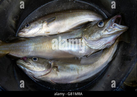 Catch & Koch an Rick Stein's Kochschule in Padstow, Cornwall, Großbritannien, wo Studenten fischen gehen dann Filet und Koch Ihren Fang. Stockfoto