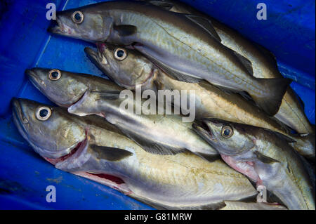 Catch & Koch an Rick Stein's Kochschule in Padstow, Cornwall, Großbritannien, wo Studenten fischen gehen dann Filet und Koch Ihren Fang. Stockfoto