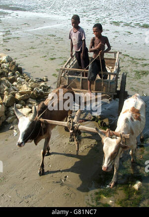 Zebu Streitwagen, Madagaskar Stockfoto