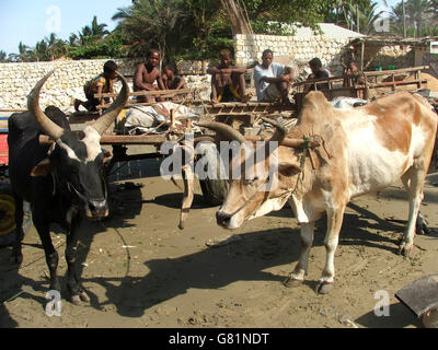 Zebu Streitwagen, Madagaskar Stockfoto