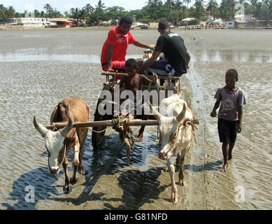 Zebu Streitwagen, Madagaskar Stockfoto