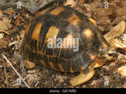 Ausgestorbene Schildkröte, Madagaskar Stockfoto