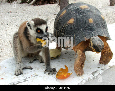 Lemur und Radiated Schildkröte, Madagaskar Stockfoto