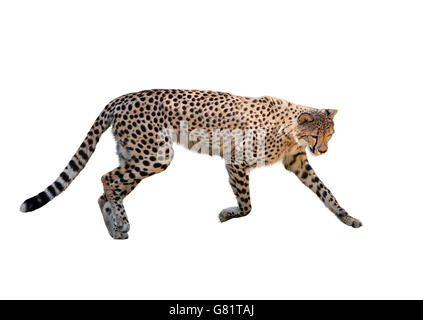 Gepard läuft, Isolated on white Background Stockfoto