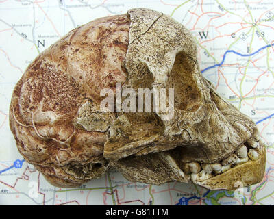 Taung Skull, Südafrika Stockfoto