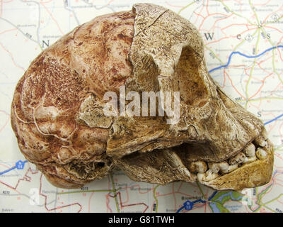 Taung Skull, Südafrika Stockfoto