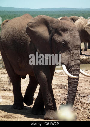 Afrikanischer Elefant (Loxodonta Africana), Addo Elephant Park, Port Elizabeth, Südafrika, 30. Januar 2012 Stockfoto