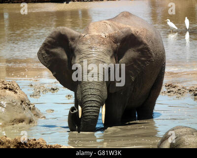 Afrikanischer Elefant (Loxodonta Africana), Addo Elephant Park, Port Elizabeth, Südafrika, 30. Januar 2012 Stockfoto