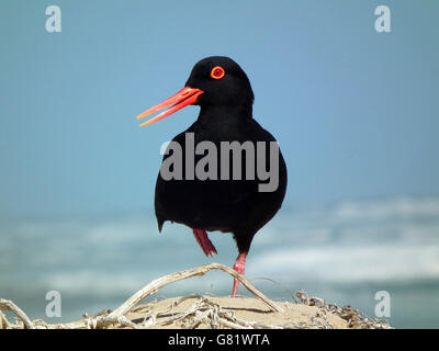 Schwarze Austernfischer, (Haematopus Bachmani), stehend auf Sandhügel, Eastern Cape, Südafrika, Dezember 2011 Stockfoto