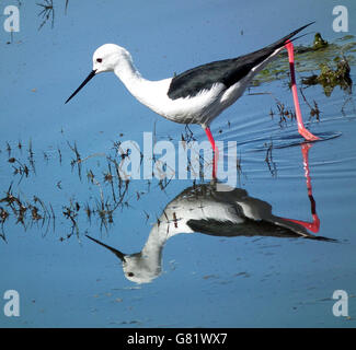 Gleitaar Pfahlbauten stehen im Wasser, (Himantopus Himantopus), Eastern Cape, Südafrika, Dezember 2011 Stockfoto