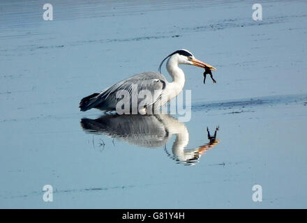 Graureiher mit Frosch im Mund, (Ardea Cinerea), Südafrika 2012 Stockfoto