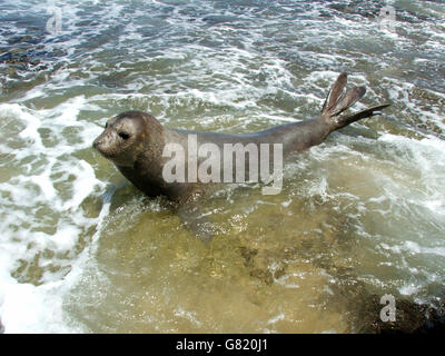 Kap-Pelz Dichtung, (Arctocephalus percivali), Western Cape, South Africa, 2012 Stockfoto