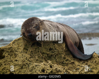 Cape Seebär Welpen schlafen auf Felsen, (Arctocephalus percivali), Western Cape, South Africa, 2012 Stockfoto