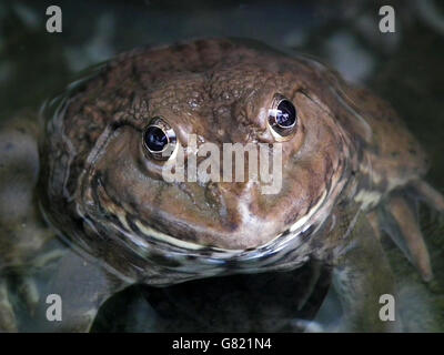 Gebänderten Bullfrog, Bangkok (Kaloula Pulchra), Thailand, November 2011 Stockfoto