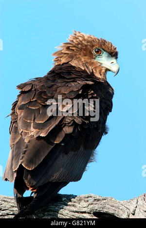 Bateleur Adler (Terathopius Ecaudatus), Krüger Nationalpark, Südafrika Stockfoto