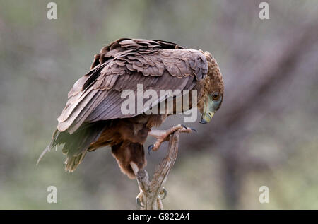 Bateleur Adler (Terathopius Ecaudatus), Krüger Nationalpark, Südafrika Stockfoto