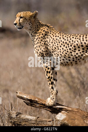 Gepard (Acinonyx Jubatus), Krüger Nationalpark, Südafrika Stockfoto