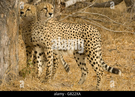 Gepard (Acinonyx Jubatus), Krüger Nationalpark, Südafrika Stockfoto