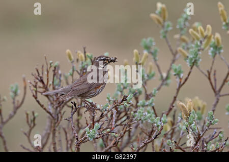 Rotdrossel (Turdus Iliacus Coburni) Stockfoto