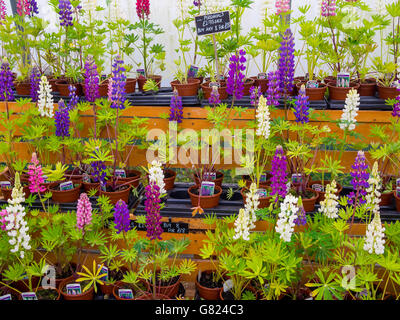 Eine Sammlung von mehrjährige Blütenpflanzen Lupin zum Verkauf in ein Gartencenter im Frühjahr in England UK Stockfoto