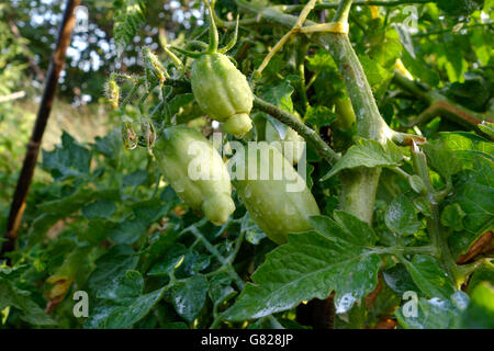 Unreife, San-Marzano-Tomaten wachsen auf Pflanzen im heimischen Garten, Spanien. Stockfoto