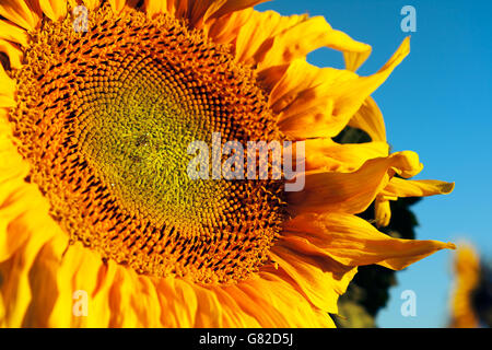Sonnenblume groß und gelb Stockfoto