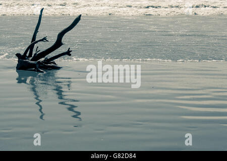 Treibholz am Strand in Norditalien im Sommer Stockfoto