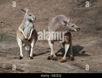 Zwei australischen roten Kängurus (Macropus Rufus) Stockfoto
