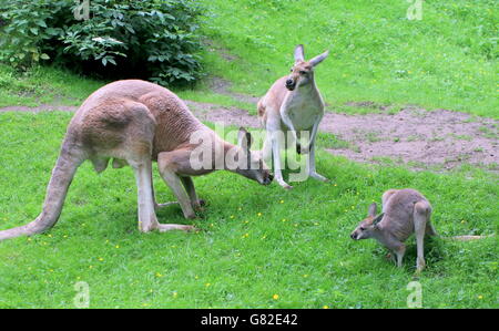 Familie des australischen roten Kängurus (Macropus Rufus), Männlich, weiblich und ein Baby-Joey Stockfoto